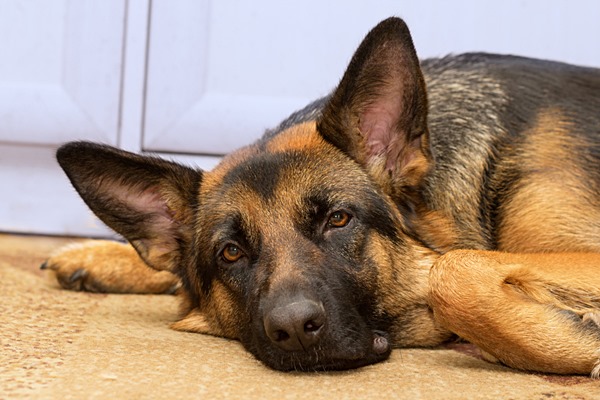 Diarréia em cães: o que fazer se seu pastor alemão tem diarréia