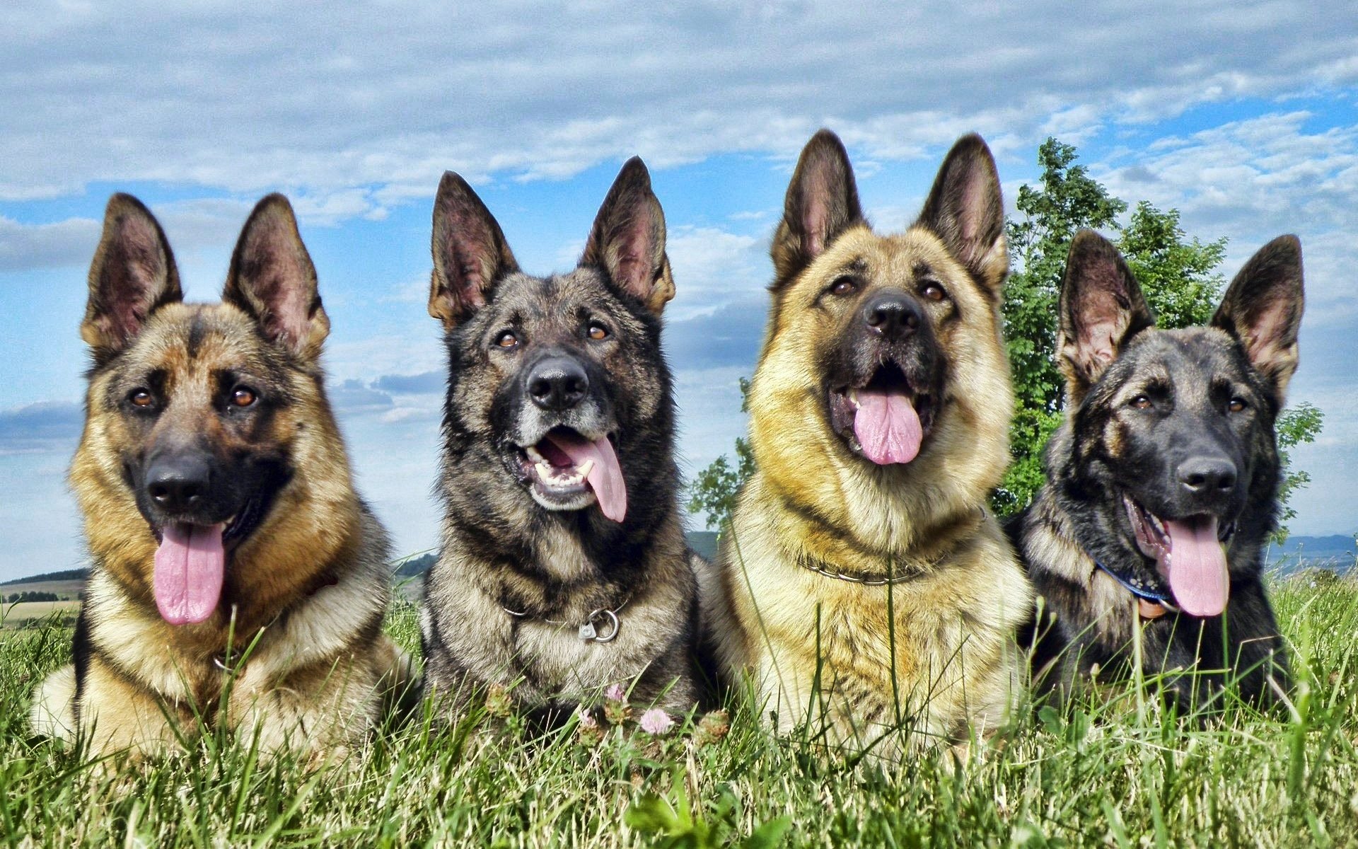 Nomes para cachorros Pastor Alemão