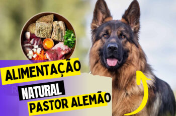 Tendência Crescente: Donos de Pets Priorizam Alimentação de Qualidade Humana